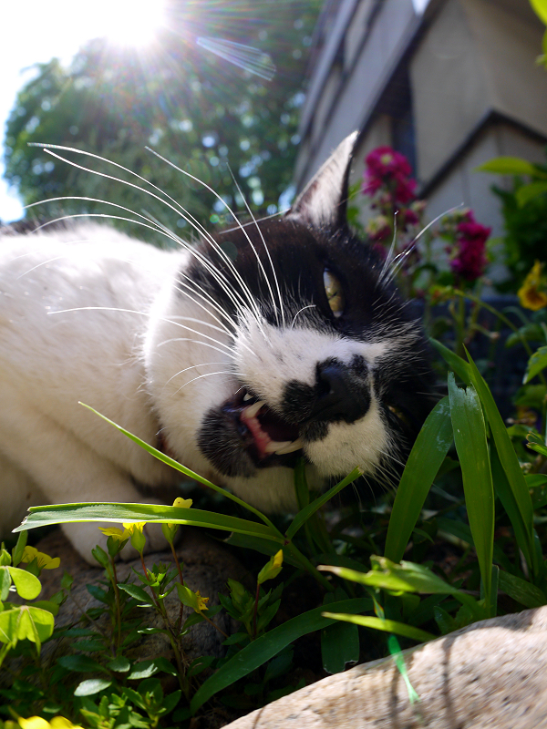 逆光で草を食べる白黒猫2
