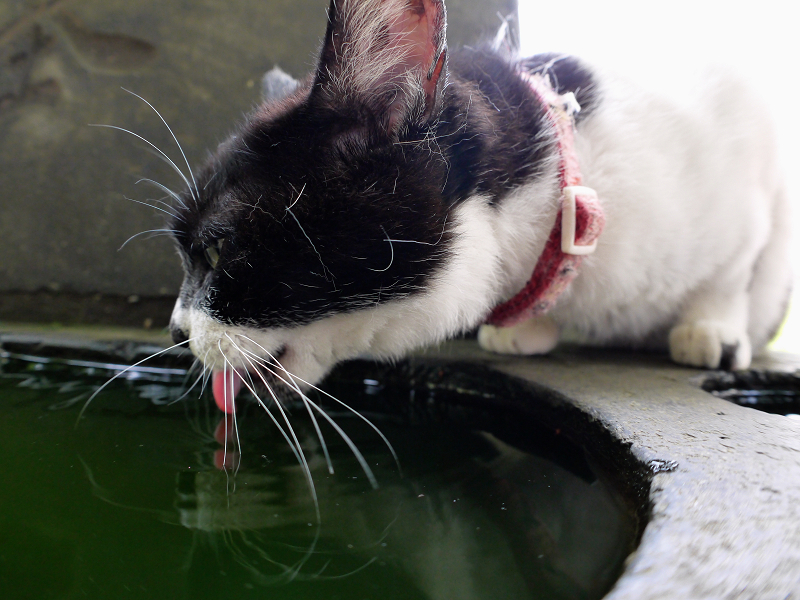 石碑でベロ出し水飲み白黒猫2