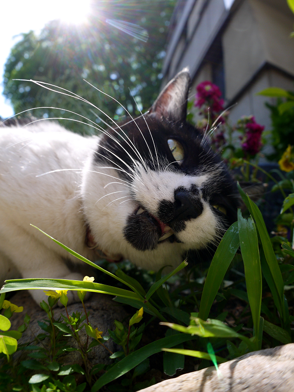 逆光で草を食べる白黒猫3
