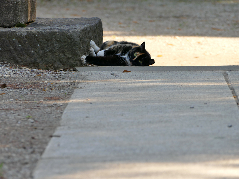 鳥居台座参道と三毛猫3
