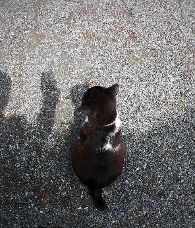腰をトントンをせがむ黒白猫1