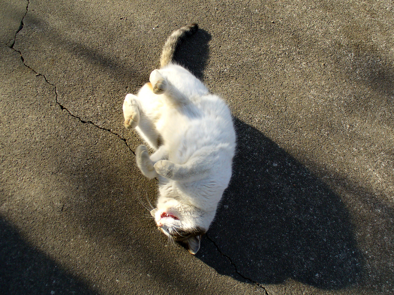 ハイアングル転がるキジ白猫1
