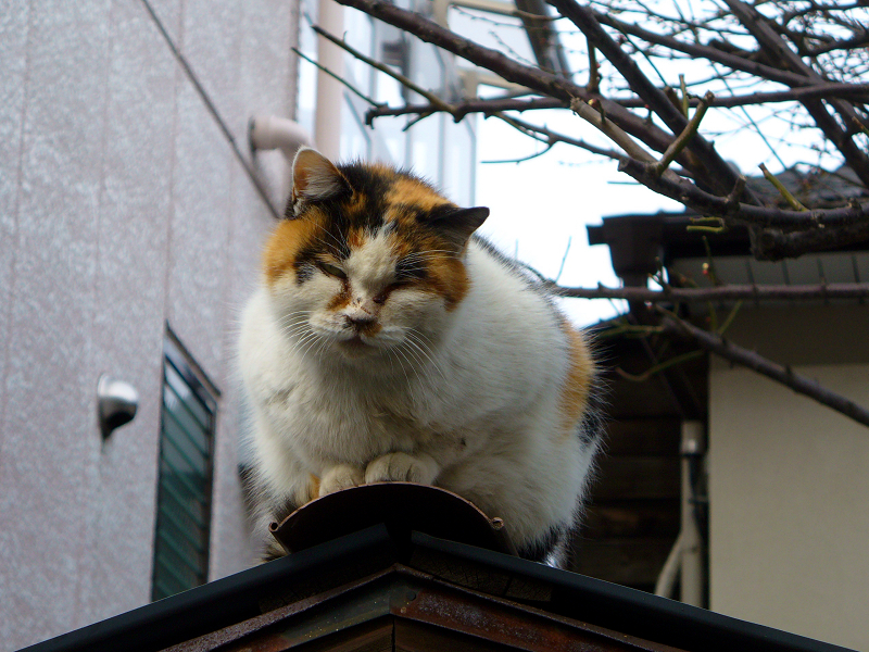 蔵の屋根の三毛猫3