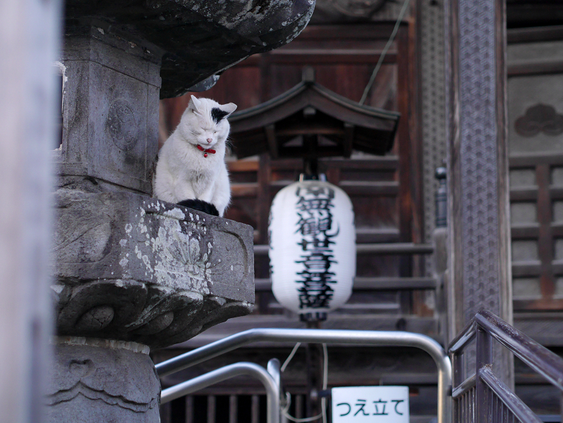 お堂灯籠の白黒猫2