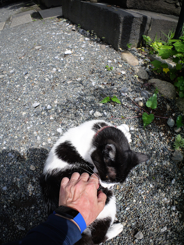 私の手を噛む白黒猫2