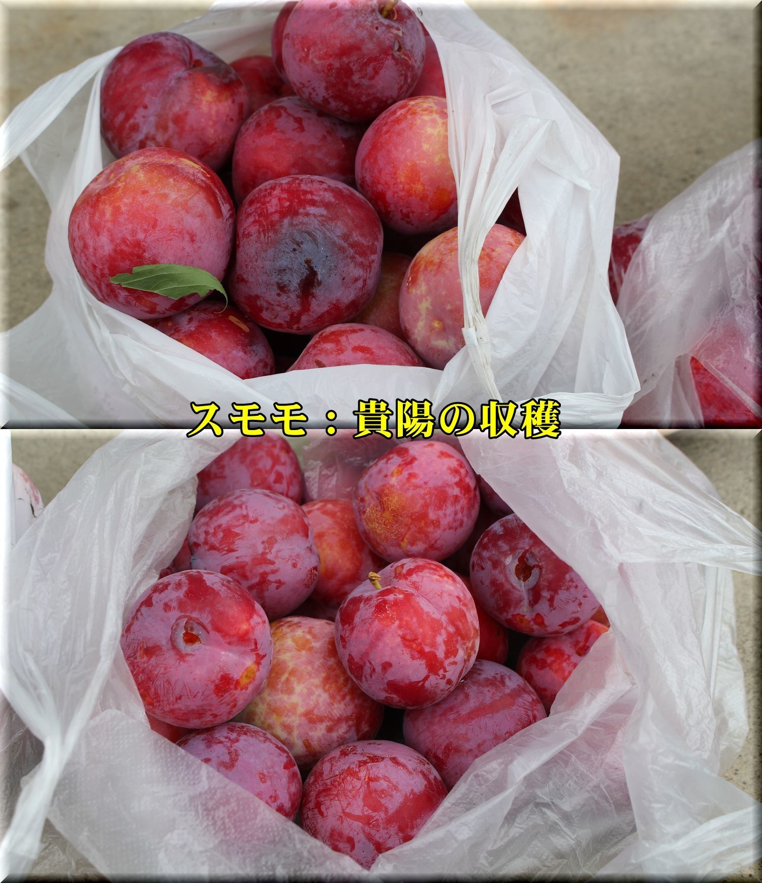 プルーンやスモモの収穫 ウイークエンド果樹栽培 トピックス