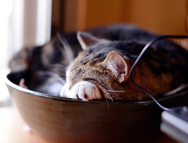 猫心２