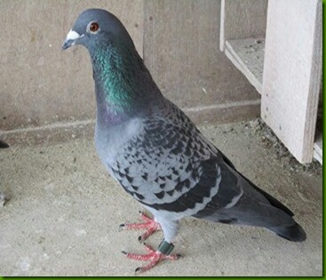 2羽の銘鳩 | 吉田賢二鳩舎ブログ